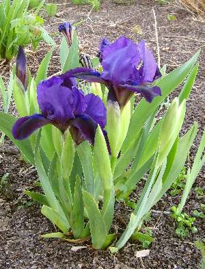 IRIS PUMILA bleu