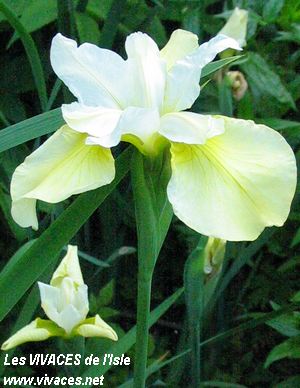 IRIS SIBERICA Butter & Sugar