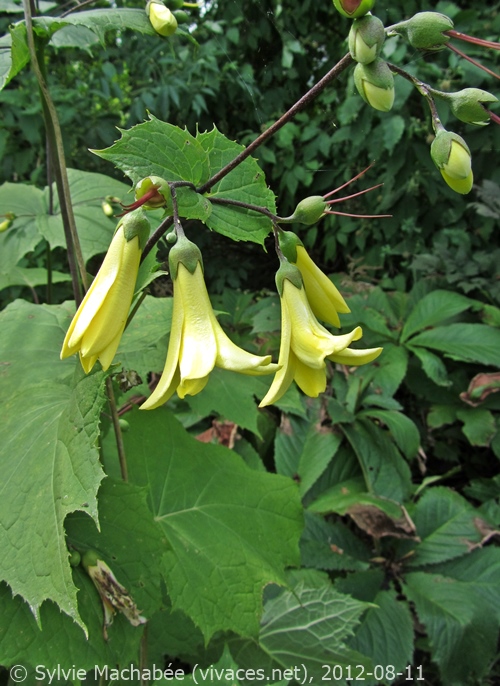 ARALIA 'Sun King'