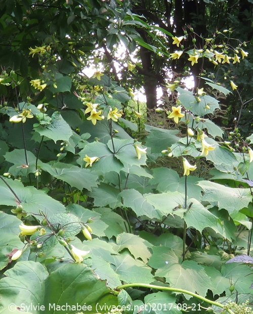 ARALIA 'Sun King'