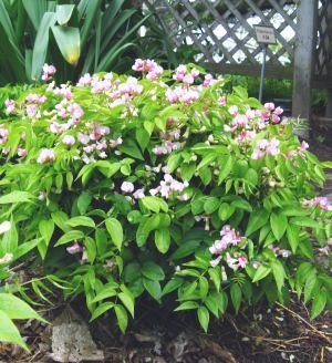 LATHYRUS VERNUS Albo roseus