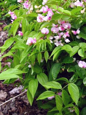 LATHYRUS VERNUS Albo roseus