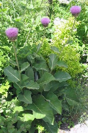 LEUZEA RHAPONTICA