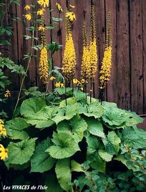 LIGULARIA STENOCEPHALA The Rocket