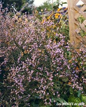 LIMONIUM LATIFOLIA