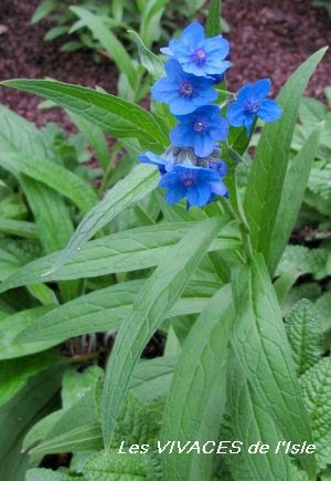 LINDEFOLIA ANCHUSOIDES