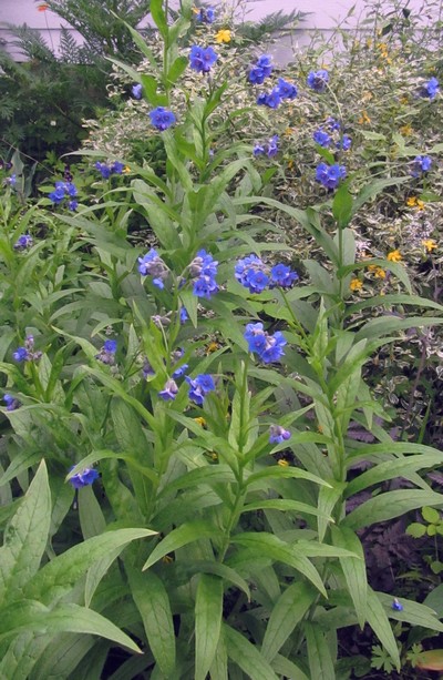 LINDEFOLIA ANCHUSOIDES