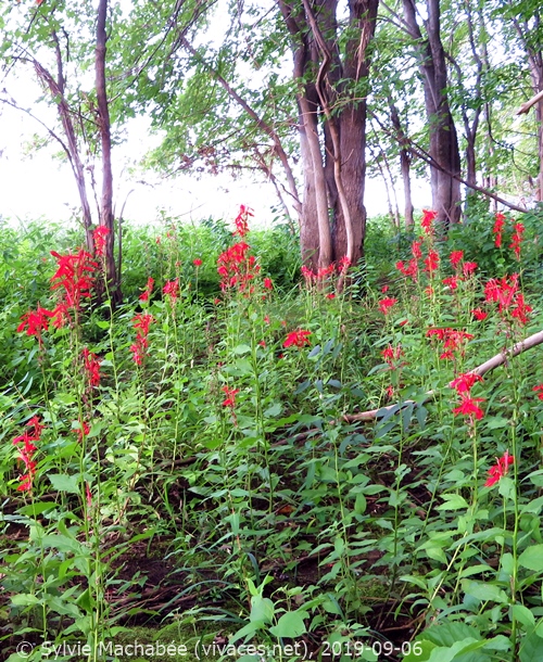 LOBELIA CARDINALIS