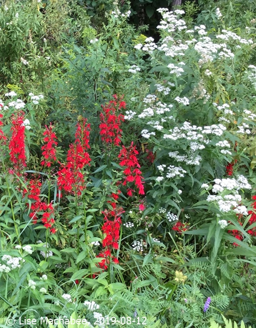 LOBELIA CARDINALIS