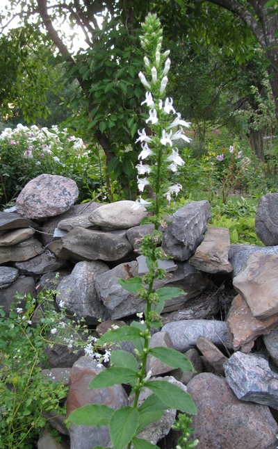 LOBELIA SIPHILITICA 'Alba'