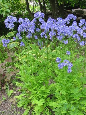 POLEMONIUM YEZOENSE Purple Rain Strain
