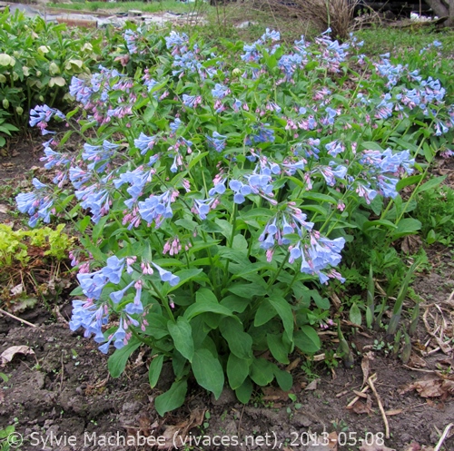 MERTENSIA VIRGINICA