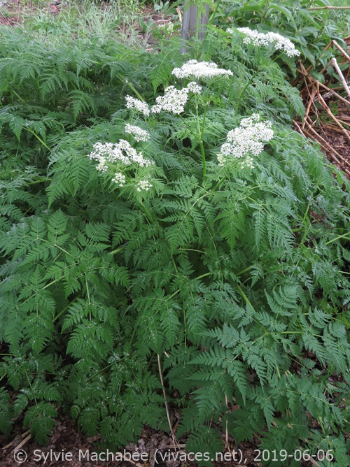 MYRRHIS ODORATA