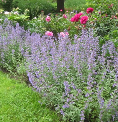 NEPETA Walker's Low