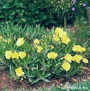 OENOTHERA MISSOURENSIS