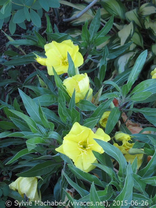 OENOTHERA MISSOURENSIS