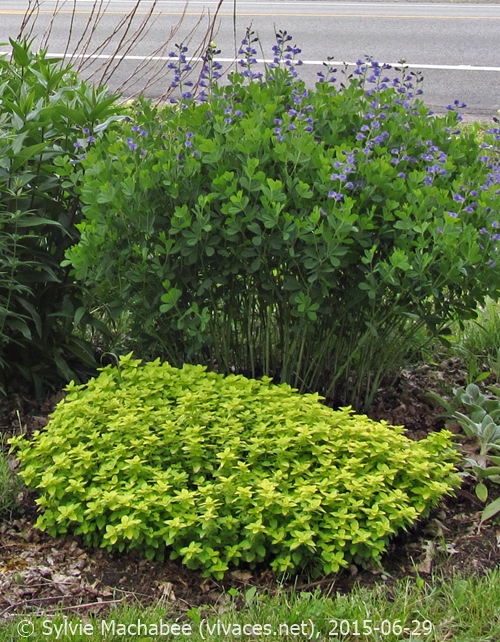 BAPTISIA AUSTREALIS