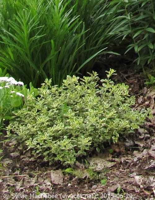ORIGANUM VULGARE 'Variegata'