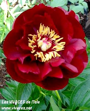 PAEONIA Bukeye Belle