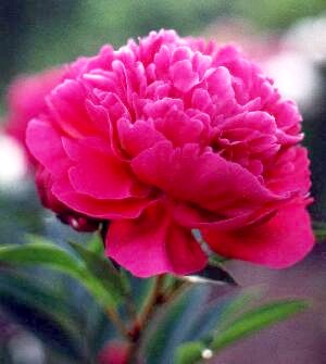PAEONIA Kansas