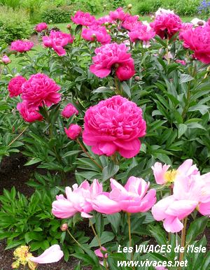 PAEONIA Kansas