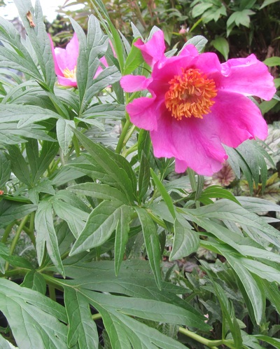 PAEONIA VEITCHII