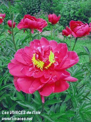 PAEONIA Karl Rosenfield