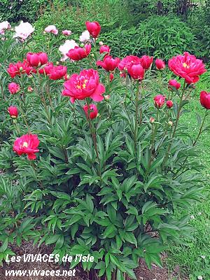 PAEONIA Karl Rosenfield