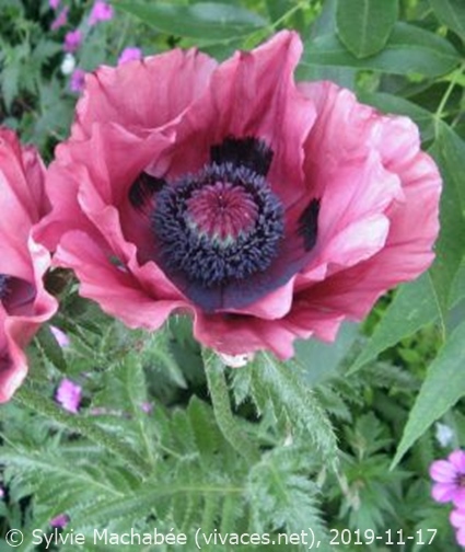 PAPAVER ORIENTALE 'Patty's Plum'
