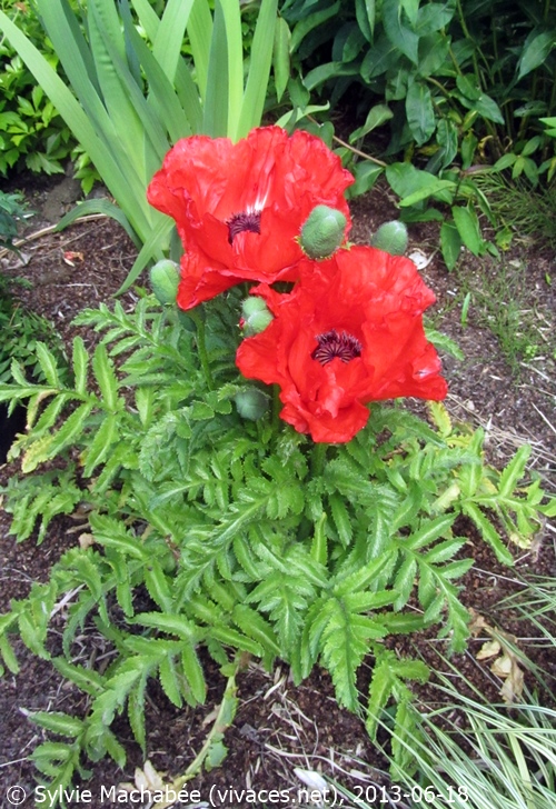 PAPAVER Carmen