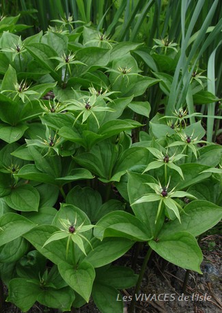 PARIS QUADRIFOLIA