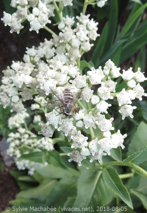 PARTHENIUM INTEGRIFOLIUM