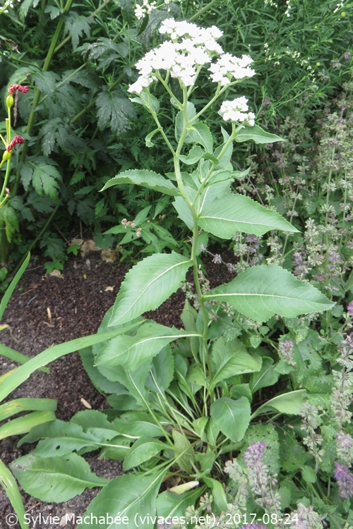 PARTHENIUM INTEGRIFOLIUM