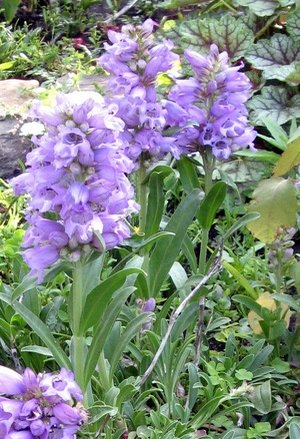 PENSTEMON VIRGATUS Blue Buckle