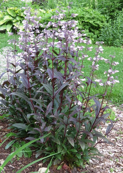 PENSTEMON Dark Towers
