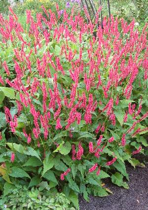 PERSICARIA 'Fire Tail