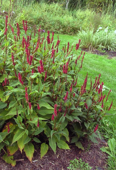 PERSICARIA AMPLEXICAULIS Blackfiel