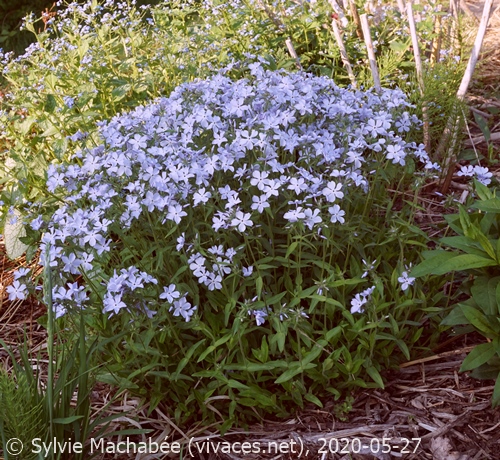 PHLOX DIVARICATA