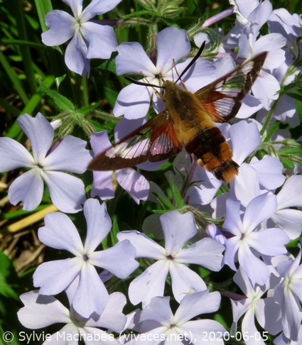 PHLOX DIVARICATA