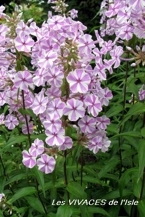 PHLOX MACULATA 'Nathascha'