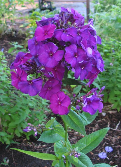 PHLOX PANICULATA Nicky