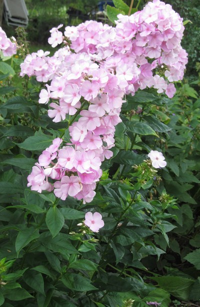 PHLOX PANICULATA Pinky Hill