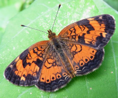 Phyciodes cocyta