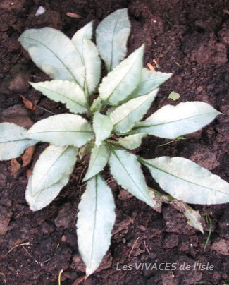 PULMONARIA Majeste