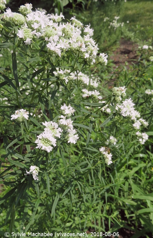 PYCNANTHEMUM VIRGINIANUM