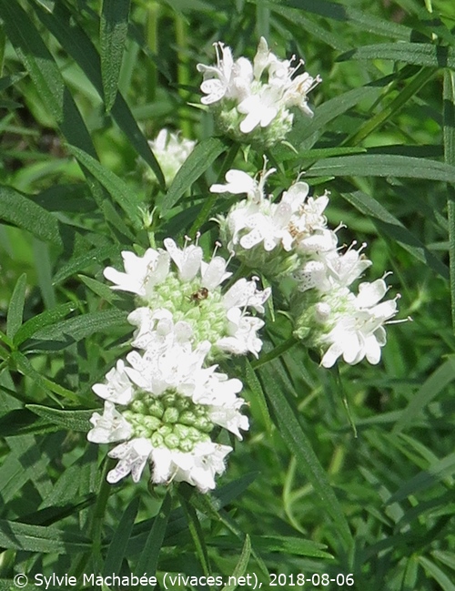 PYCNANTHEMUM VIRGINIANUM
