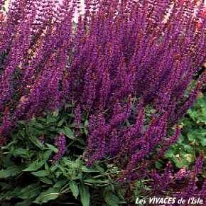 SALVIA X SUPERBA Ostfrieslan