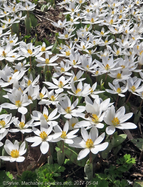 SANGUINARIA CANADENSIS