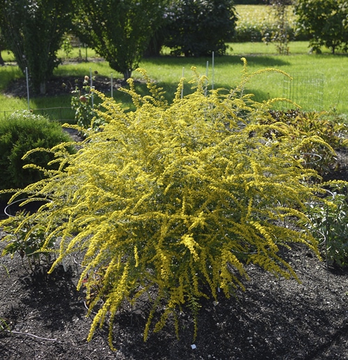SOLIDAGO RUGOSA 'Fireworks'