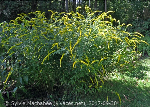 SOLIDAGO RUGOSA 'Fireworks'
